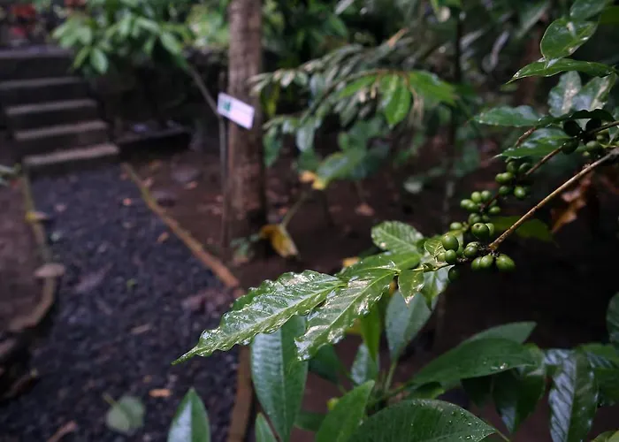 Séjour chez l'habitant Bulian Kubutambahan (Bali)